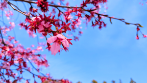 結婚相談所の写真の重要性