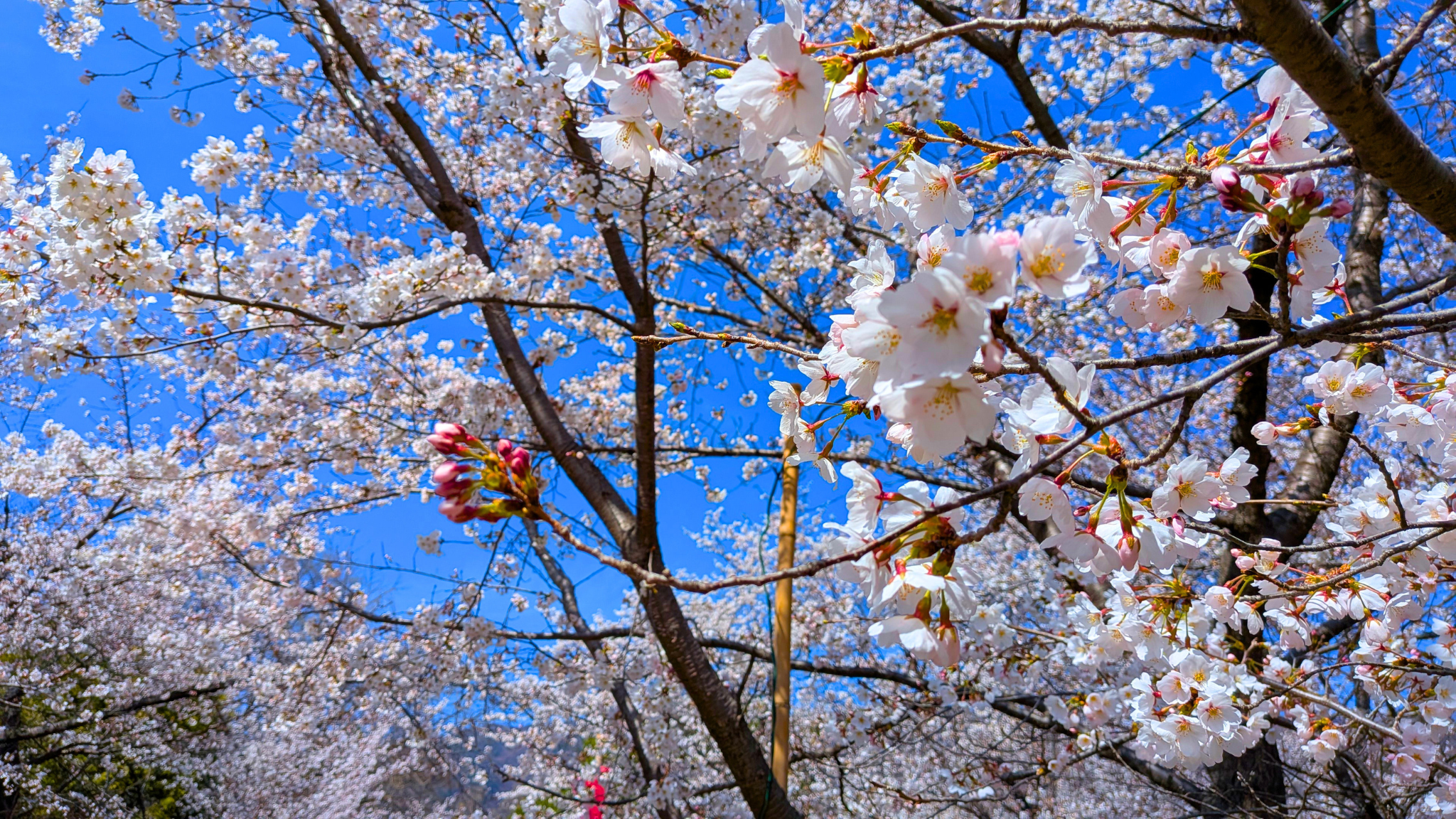 結婚相談所の自己PRとカウンセラーPR